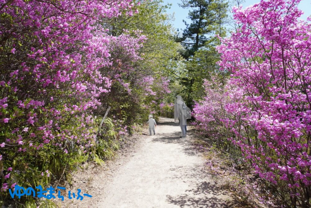 ピンクの花が左右に咲いている道。